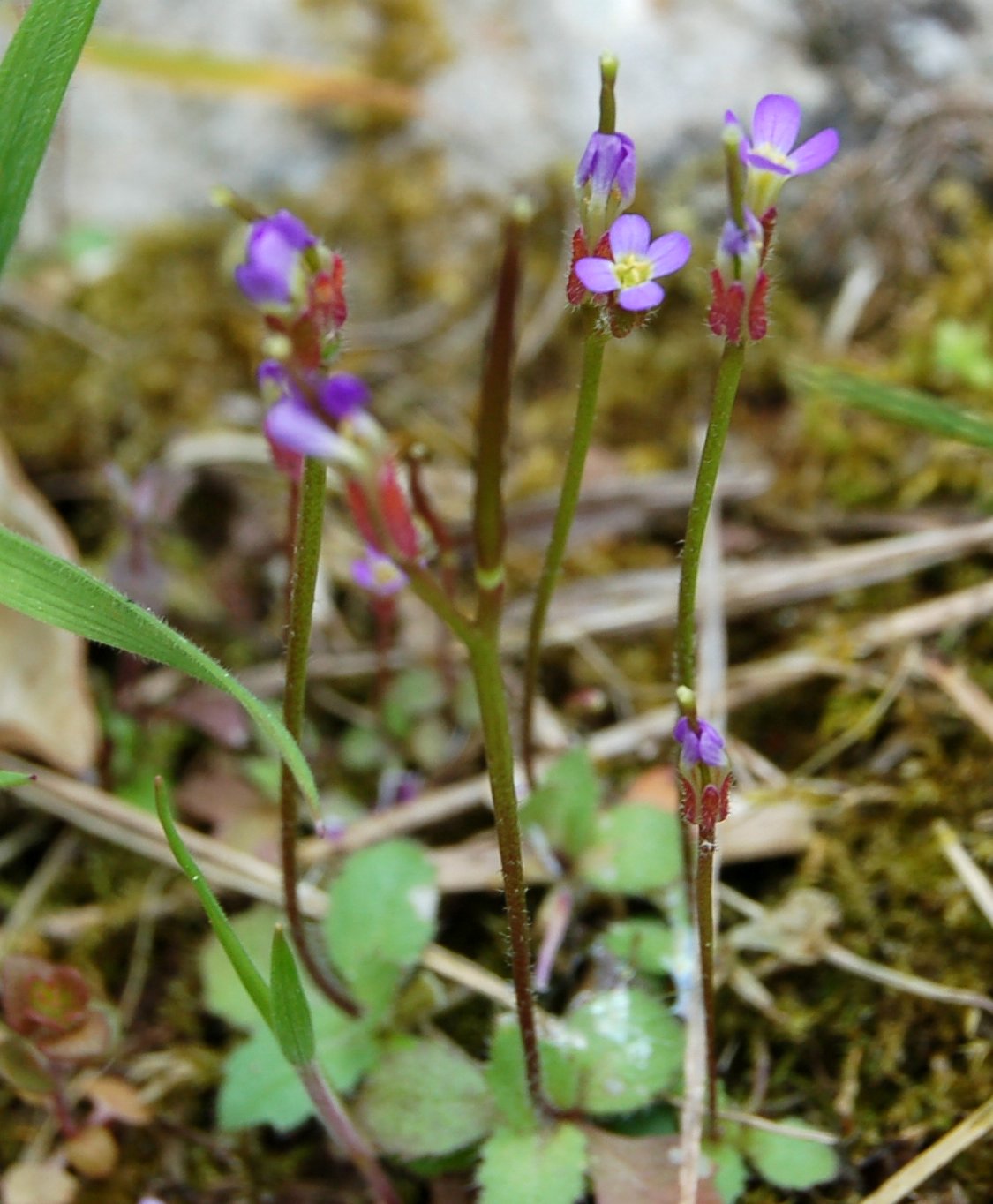 Arabette, voglia di primavera